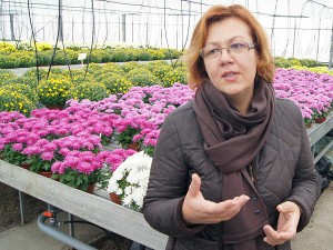 Jak zaznaczyła dyrektorka Sigita Kairienė, uprawa tych kwiatów wymaga cierpliwości i sporo ogrodniczych zabiegów<br/>Fot. Marian Paluszkiewicz