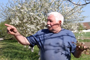 Stanisław Wasilewski pokazuje sad, który pięknie kwitnie i cieszy się, że będzie owocował orzech włoski Fot. Marian Paluszkiewicz