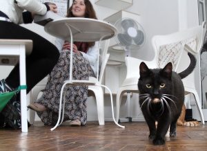 Jeden z najbardziej rozpowszechnionych na świecie przesądów dotyczy czarnego kota, który sam nawet nie podejrzewa, że komuś może przynosić pecha... Fot. Marian Paluszkiewicz
