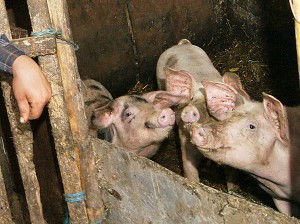 Skutkiem szerzenia się wirusa pomoru świń w kwietniu Rosja wprowadziła zakaz importu wieprzowiny z Litwy Fot. Marian Paluszkiewicz
