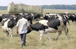 Litewscy producenci mleka, choć już tracą na cenach skupu mleka, na razie wykluczają zmniejszenie swoich stad mlecznych Fot. Marian Paluszkiewicz