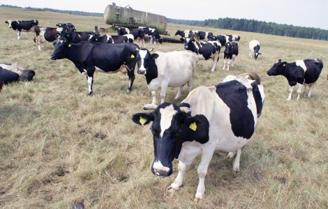 Widok krasuli wkrótce może należeć do przeszłości, liczba hodowanych na Litwie krów spada systematycznie Fot. Marian Paluszkiewicz