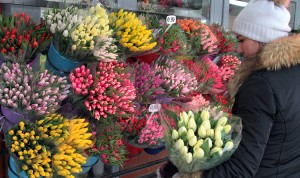 Na 8 Marca tradycyjnie królują tulipany  Fot. Marian Paluszkiewicz 