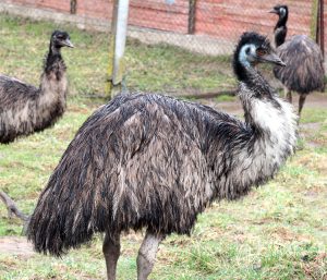 Australijski struś emu  Fot. Marian Paluszkiewicz