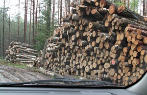 Właściciele prywatnych lasów najczęściej nie certyfikują drewna, bo wiąże się to z dodatkowymi kosztami, które ostatecznie trzeba wkalkulować w cenę sprzedaży Fot. Marian Paluszkiewicz