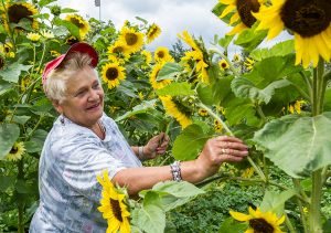Ogród Jadwigi Kazakiewicz tonie w kwiatach i kwitnących słonecznikach Fot. Marian Paluszkiewicz