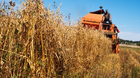  Szacuje się, że we wrześniu od rolników skupiono prawie milion ton zboża Fot. Marian Paluszkiewicz