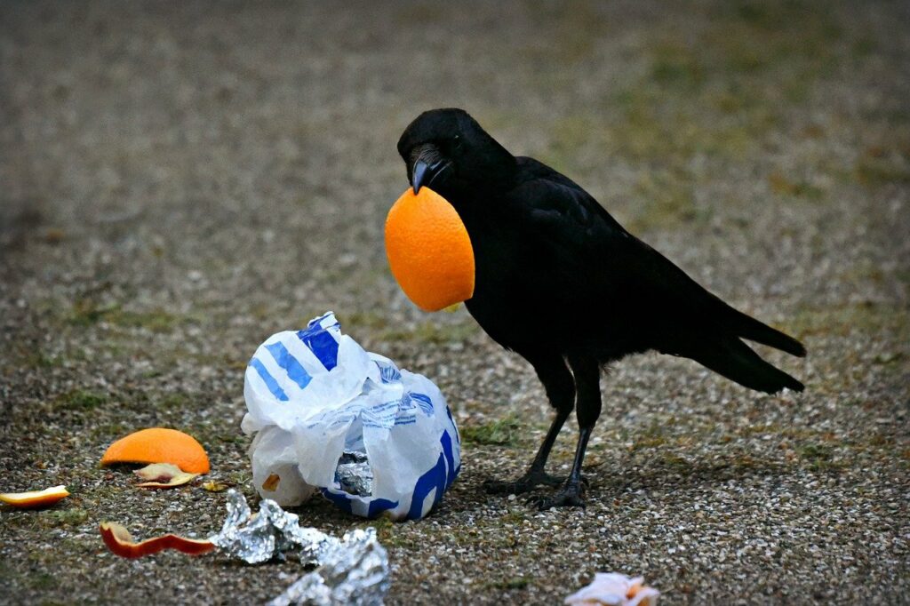 Kruk trzyma w dziobie skórkę pomarańczy znalezioną w śmieciach