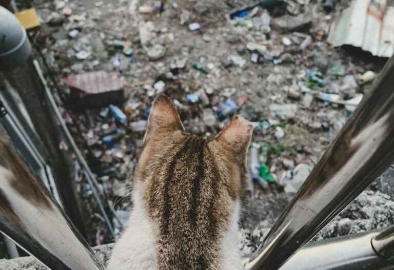 Brązowo-biały kot z obciętym uchem patrzy na ziemię pokrytą śmieciami