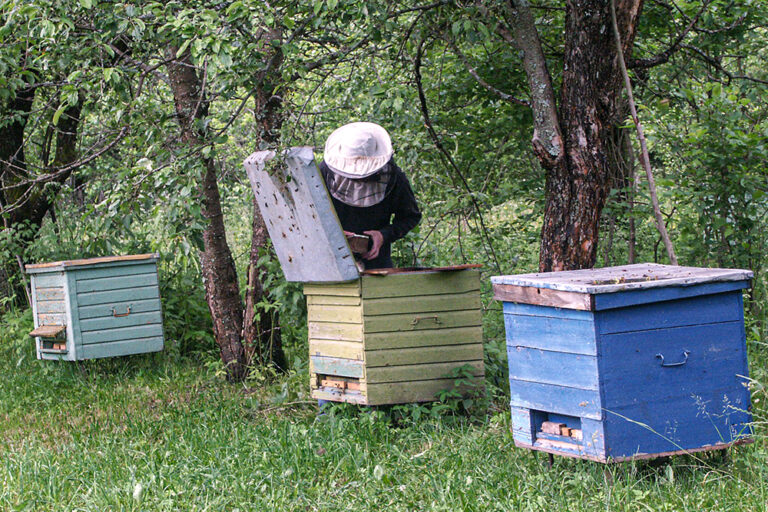 20 maja – Światowy Dzień Pszczół