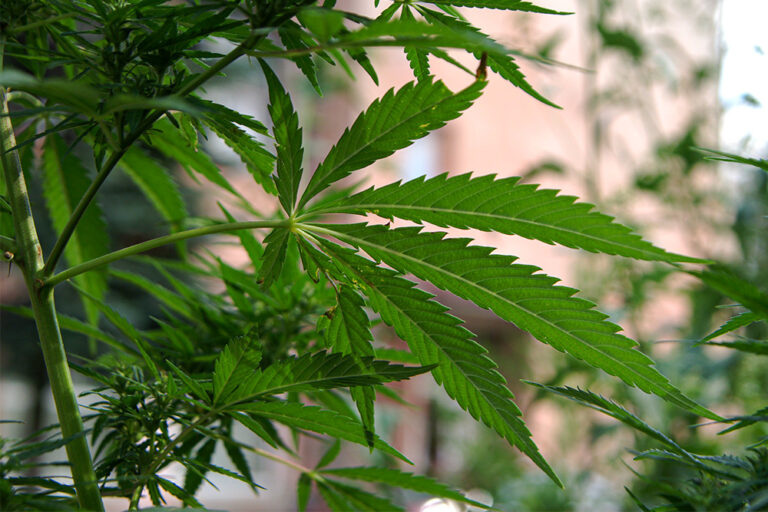 Co może przynieść dekryminalizacja użytkowania marihuany?