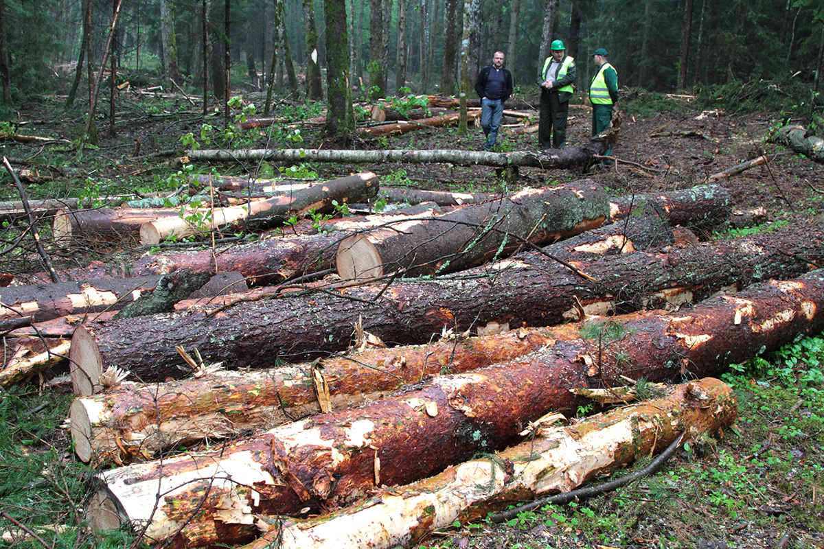Leśnik zajmuje się optymalizacją produkcji leśnej od zalesiania pustych obszarów po decyzje dotyczące wycinki drzew.
