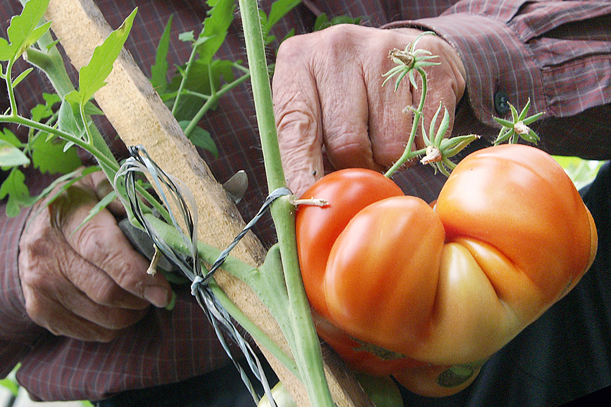 Duży pomidor w ogrodzie.