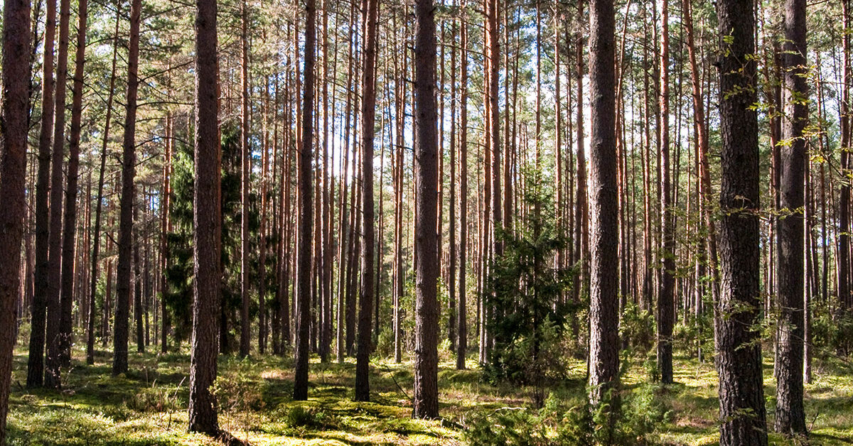 Kolejne stypendia dla przyszłych leśników