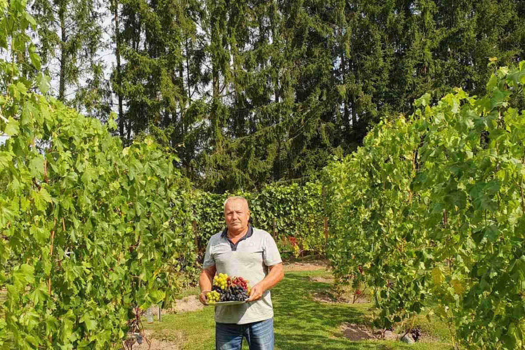 Leon ma na razie skromną plantację. 60 drzewek winnych to jednak nie koniec procesu rozszerzania winnicy.