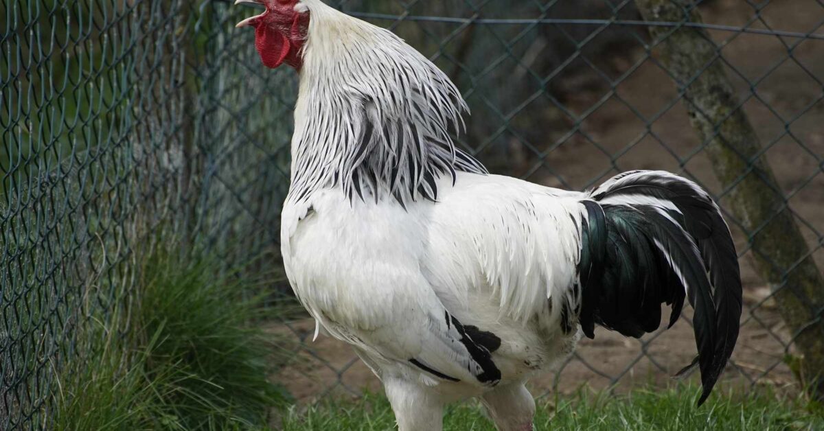 Biją dzwony, koguty pieją, żaby rechoczą — czyli co ludziom cicho żyć przeszkadza