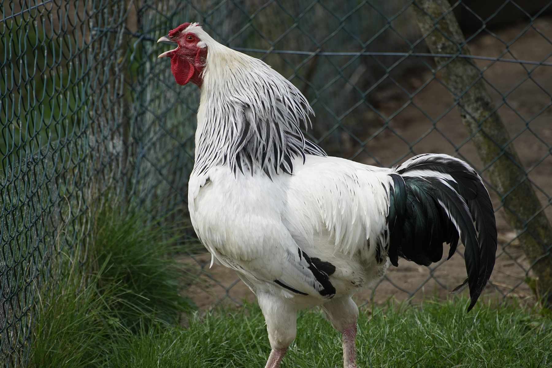 Kogut.