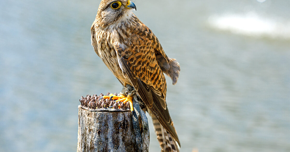 Wina kłusowników? Postrzelono ptaka wpisanego do Czerwonej Księgi