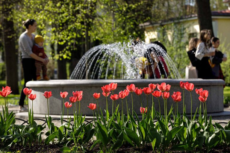 Fontanna wśród tulipanów.