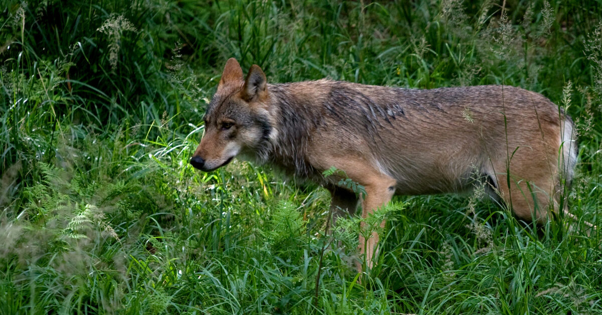 Święta poświęcone zwierzętom jako przypomnienie, jak żyć w zgodzie z naturą