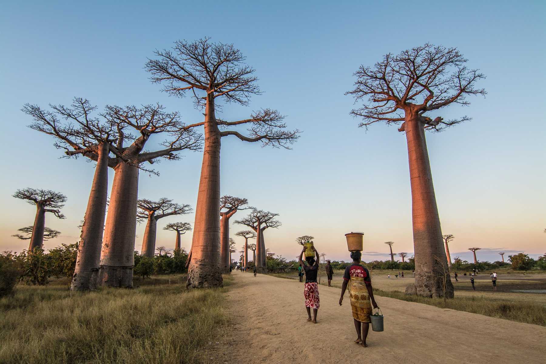 Słynne baobaby na Madagaskarze, wanilia, drzewo różane i lemury – skarby afrykańskiej wyspy lepiej kojarzą się Europejczykom niż kocioł emocji młodego malgaskiego pokolenia.