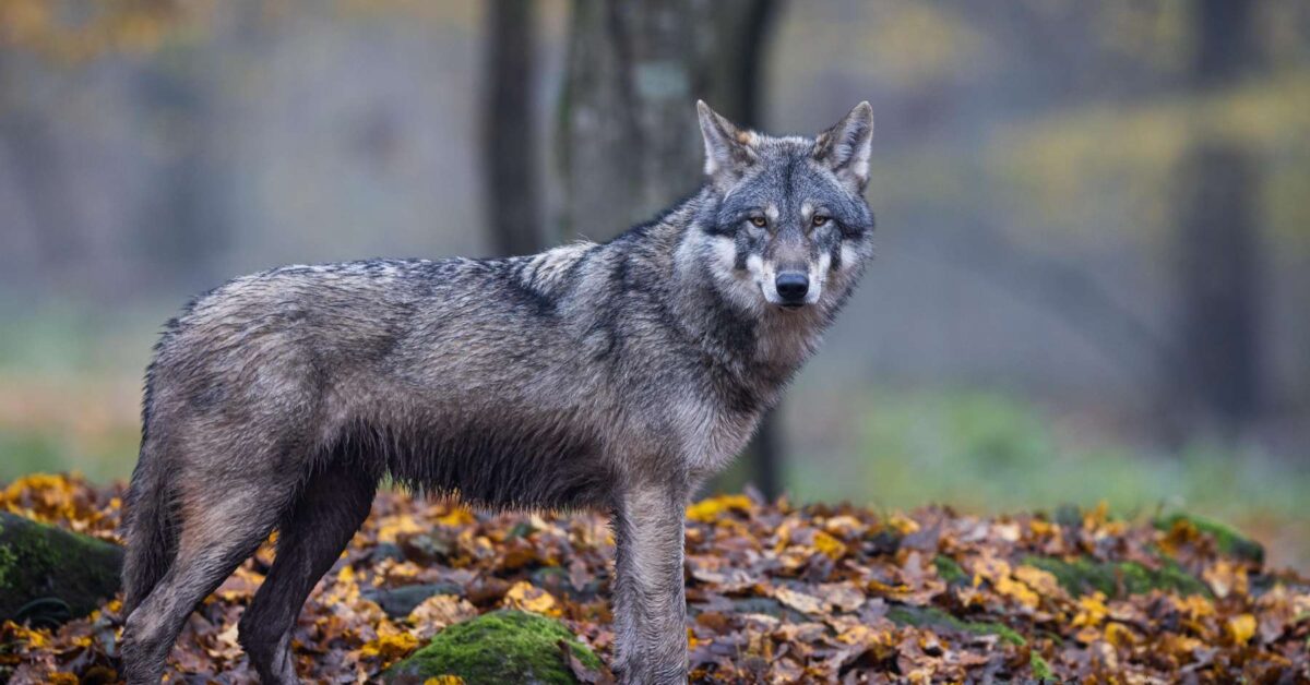 Boimy się go, ale też darzymy szacunkiem. Mowa o wilku