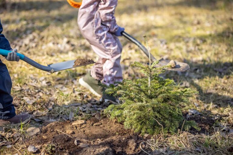Wilno zachęca: posadź swoją choinkę i odwiedzaj ją przez lata