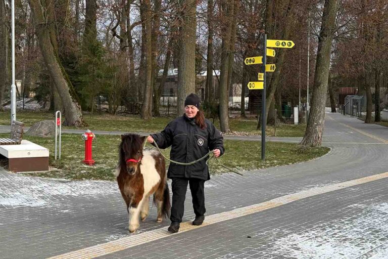 Przeuroczy wróżbita z kowieńskiego zoo zapowiedział, jaki będzie rok 2026, Rok Konia