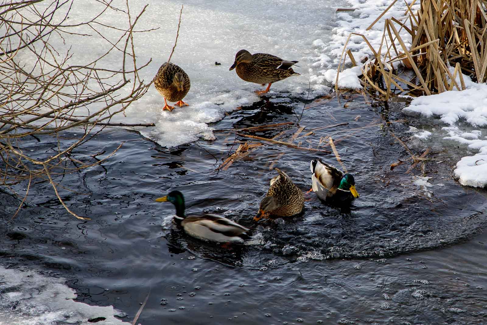 Kaczki na zamarzniętej rzece.