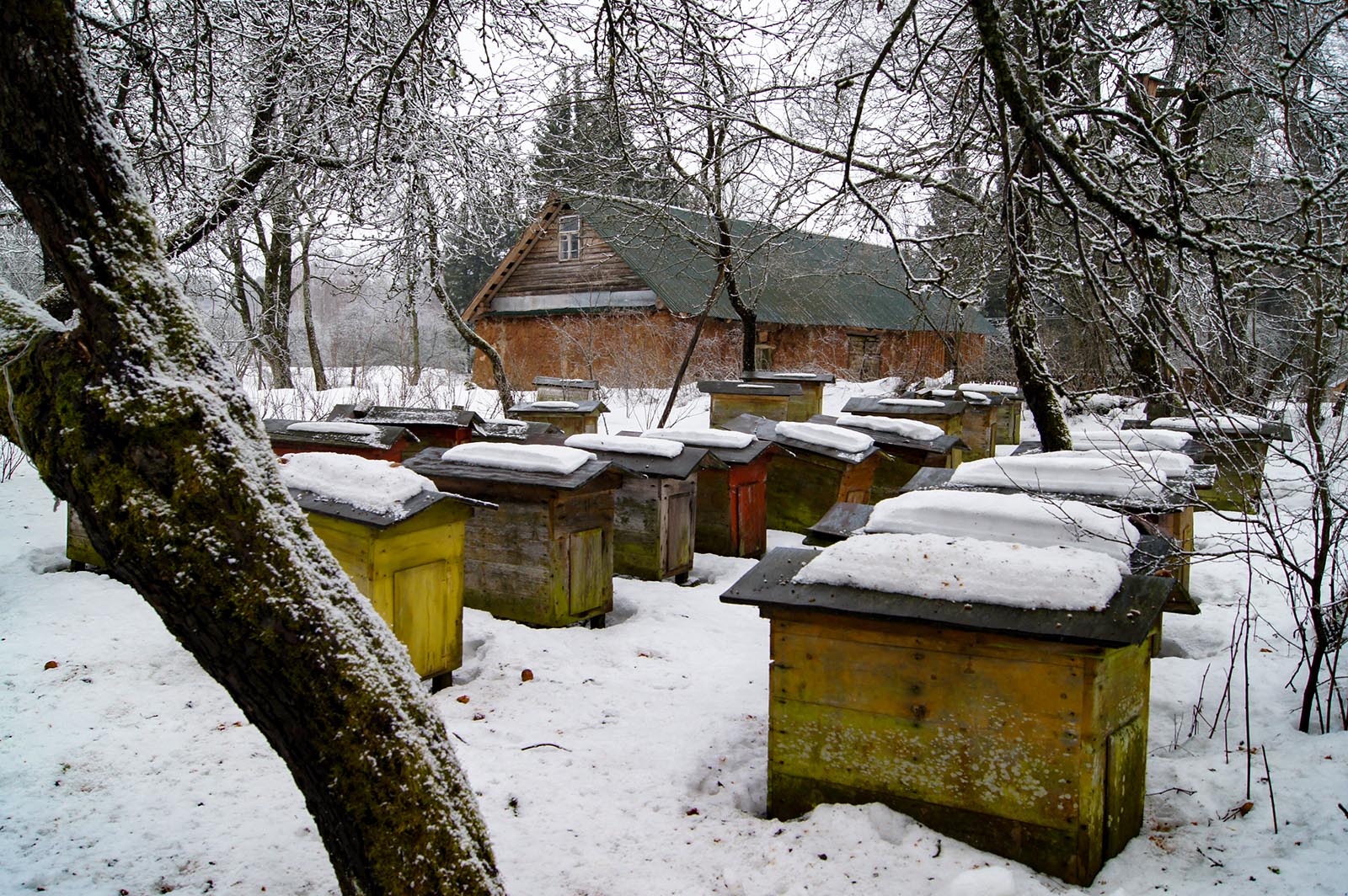 GOSP-mrozy-2026-02-03-1 Ule pod śniegiem.