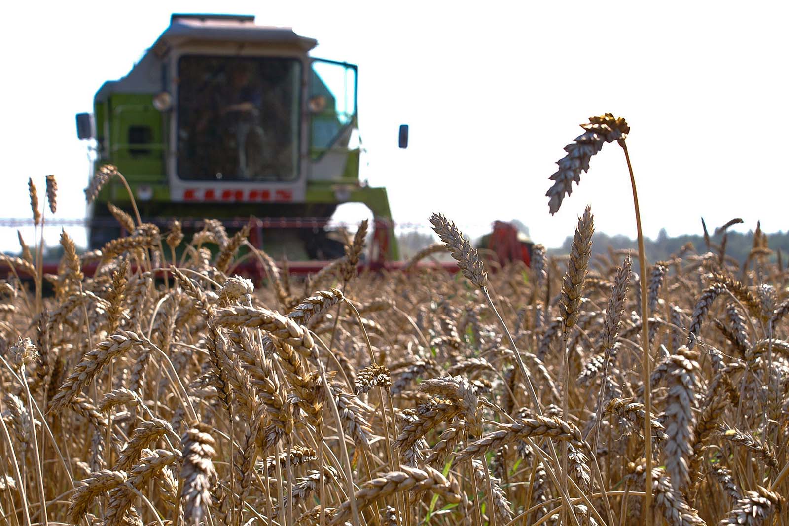 GOSP-mrozy-2026-02-03-2