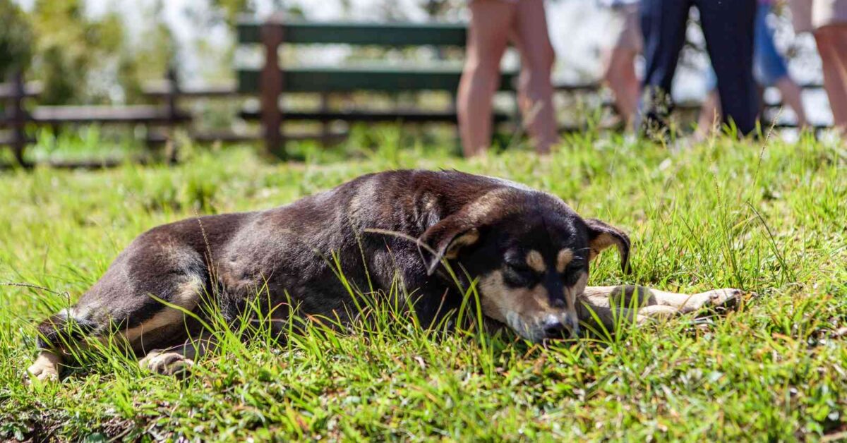 Okrutne traktowanie zwierząt pod lupą wymiaru sprawiedliwości