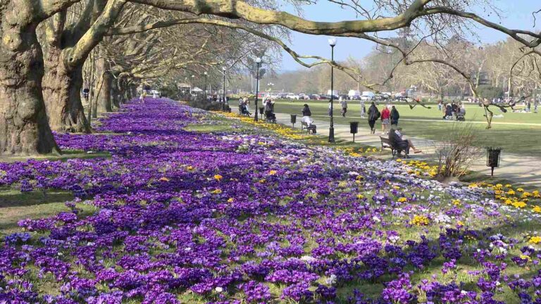 Wkrótce trawniki zamieniają się w dywan, który stał się jednym z najbardziej rozpoznawalnych obrazów Szczecina.