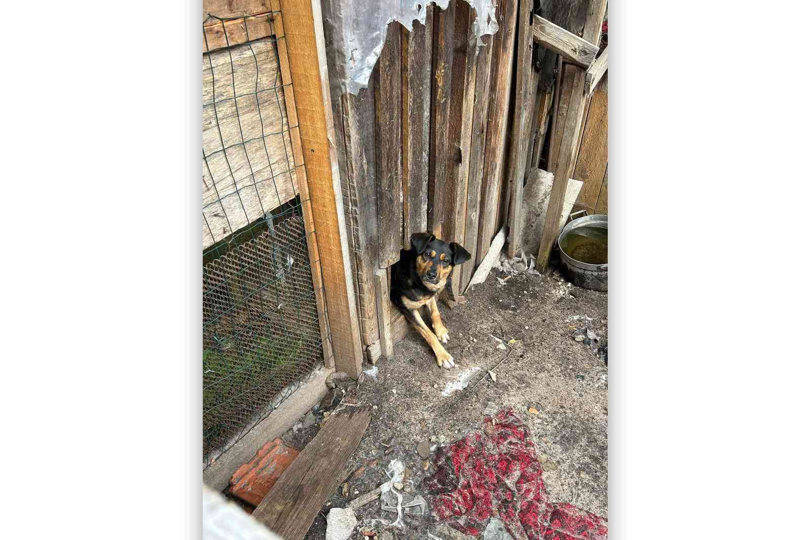 wywiad-Pies-2026-04-23-4-PORTAL