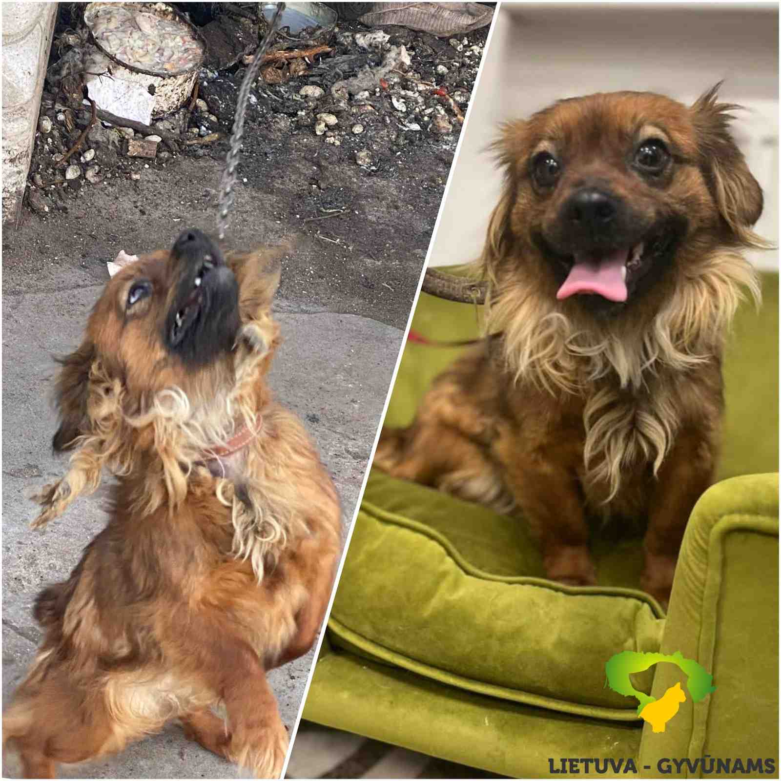 wywiad-Pies-2026-04-23-5-PORTAL