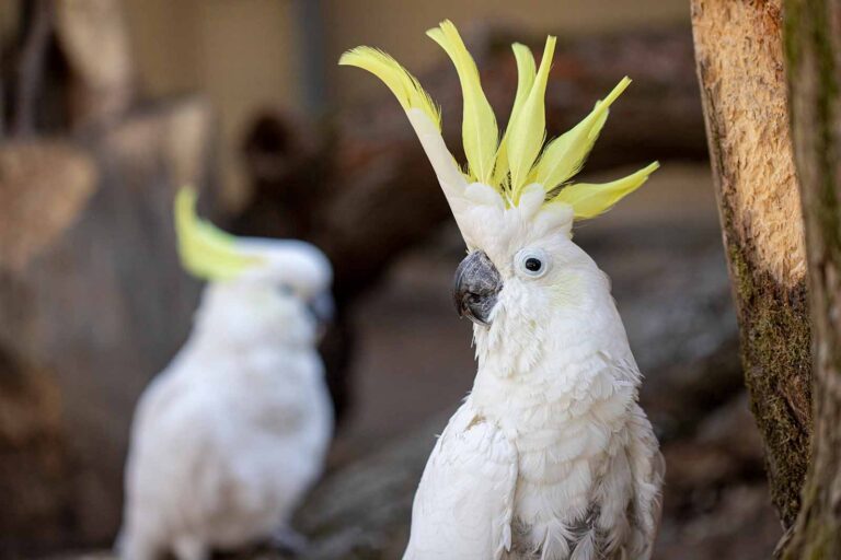 Najstarszym osobnikiem w kowieńskim zoo jest samiec kakadu żółtoczubej, który ma 56 lat.