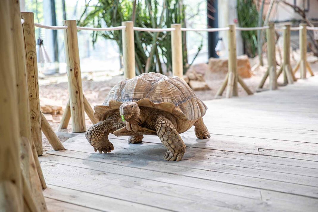 SPOL-zoo-2026-07-07-2