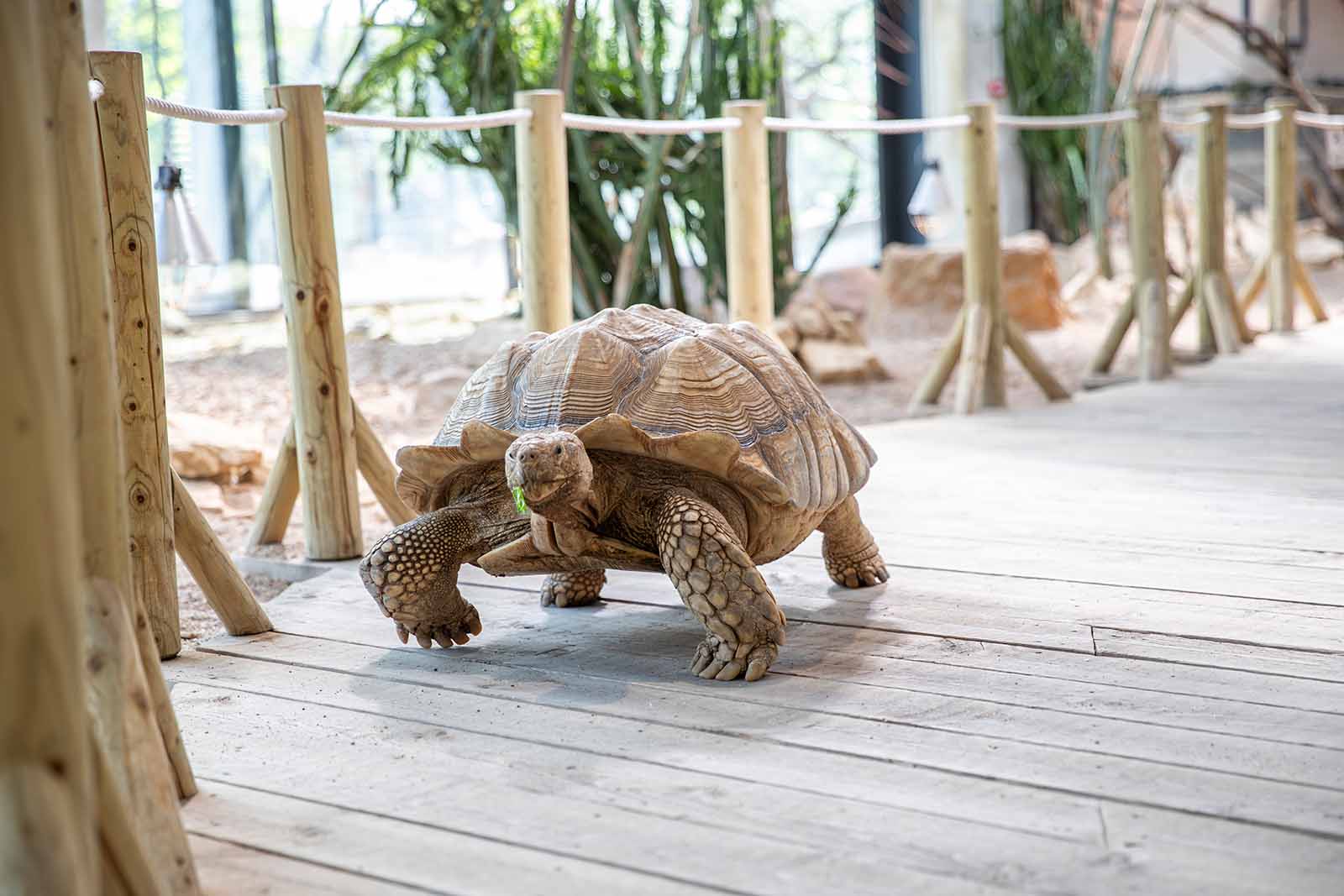 SPOL-zoo-2026-07-07-2