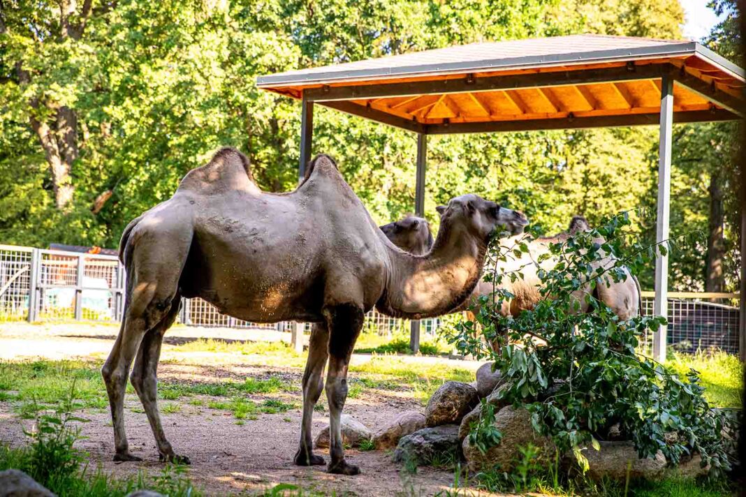 SPOL-zoo-2026-07-07-3