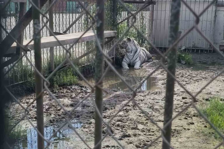 Tygrys w zoo.