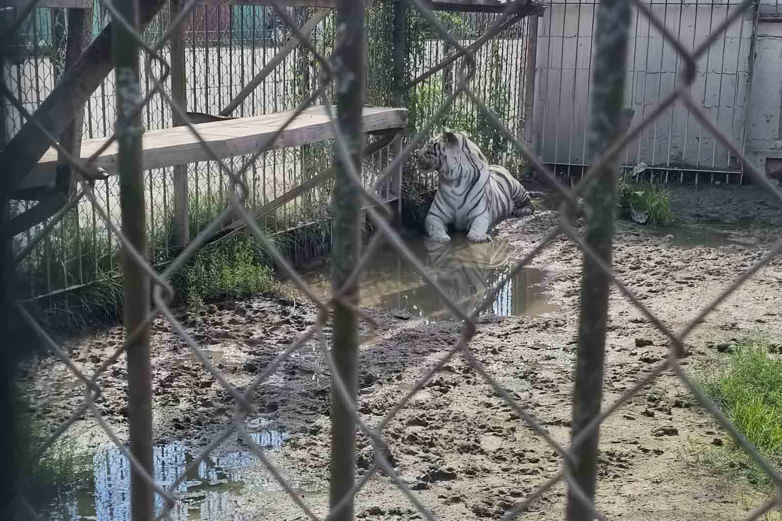 SPOL-zoo-2026-08-18 Tygrys w zoo.