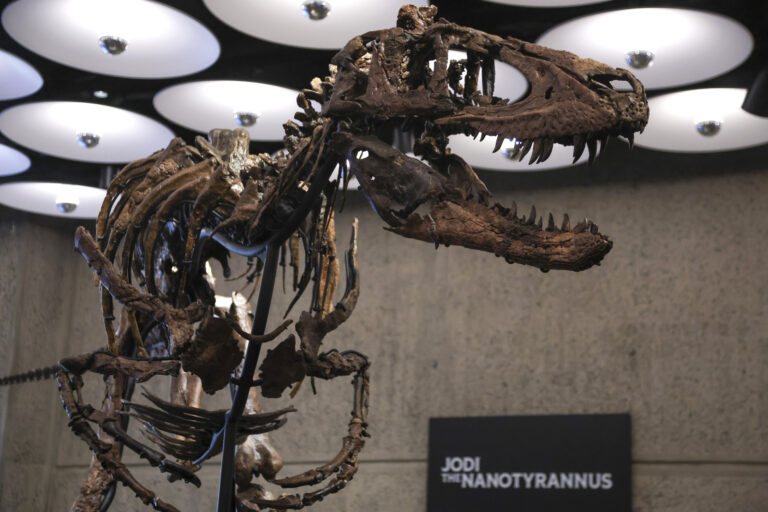 Szkielet nanotyranozaura „Jodi”.