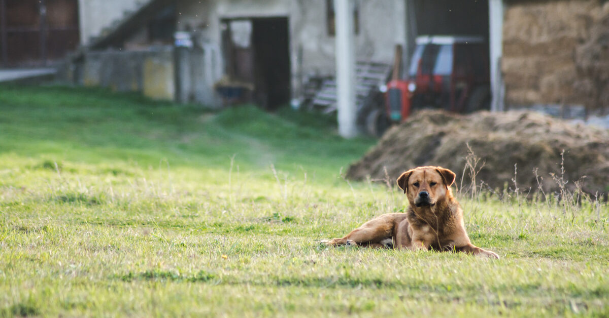 Lithuania: Government proposes standardized animal welfare laws