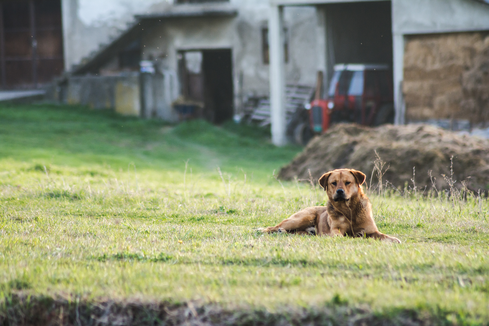View of a beautiful brown dog sitting in a garden of a house captured on a sunny day Pies na trawie.